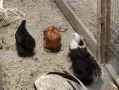 Продавам  мини кохин, снимка 3