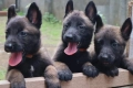 Белгийски овчарки-малиноа , снимка 7