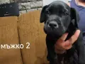 Кане Корсо кученца , снимка 7