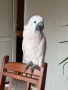 Папагал , снимка 2