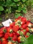 Разсад ягоди и малини , снимка 1