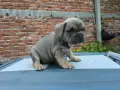 Син фаун момиченце френски булдог , снимка 2