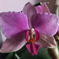 Орхидея фаленопсис Ravenna, снимка 5 - Стайни растения - 37358307