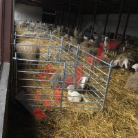 Прегради за овце и кози, снимка 4 - За селскостопански - 34655271