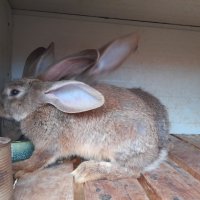 Домашни свободни зайци, снимка 3 - Други - 41344919