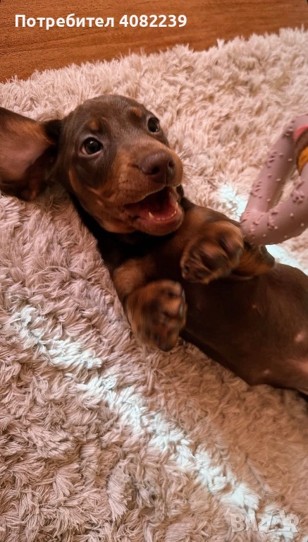 Продавам Мини Дакел Шоколад!, снимка 1