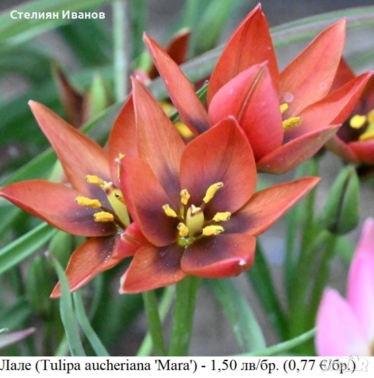 Лале (Tulipa aucheriana 'Mara') - луковици, снимка 1