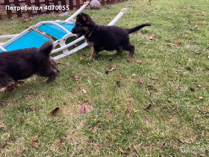 Немска овчарка х, снимка 1