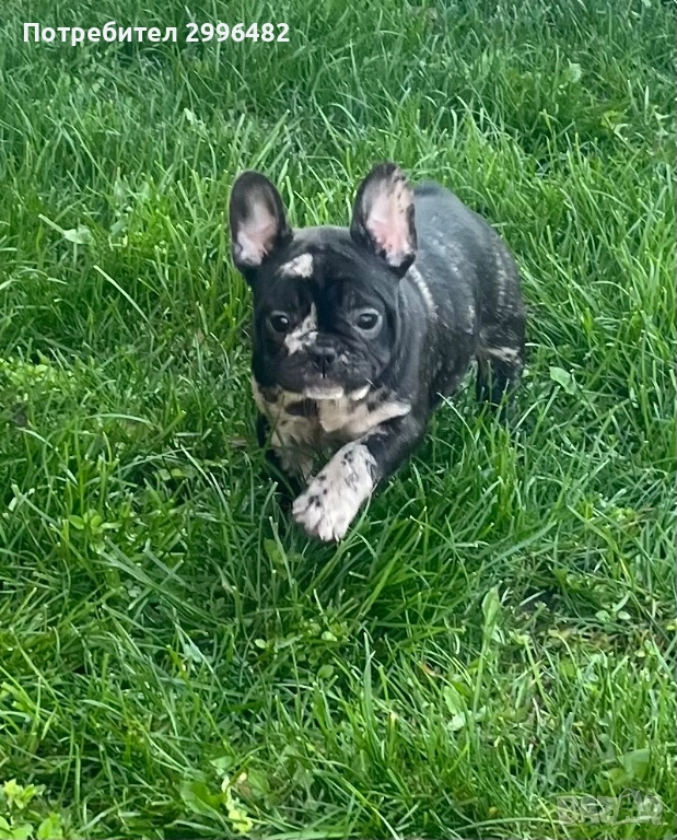 Френски булдог , снимка 1