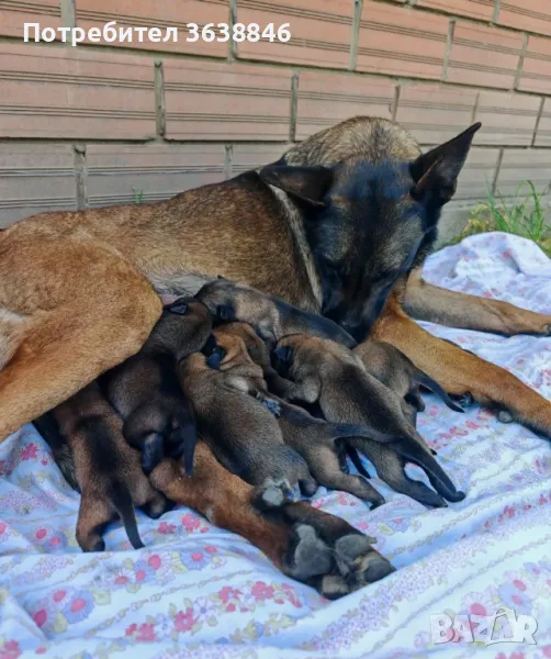 Малиноа, снимка 1