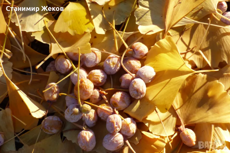 Гинко билоба, снимка 1