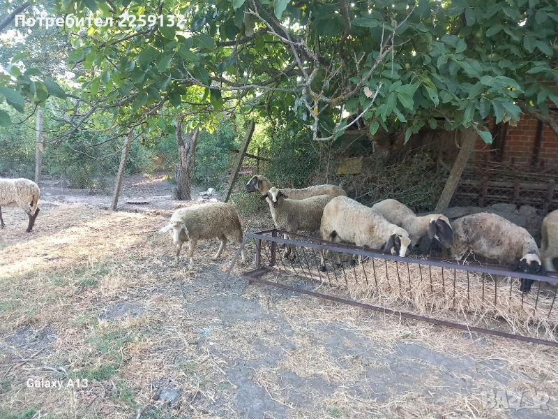 Продавам овце., снимка 1
