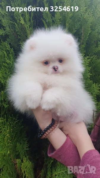 померан и мини шпиц, снимка 1