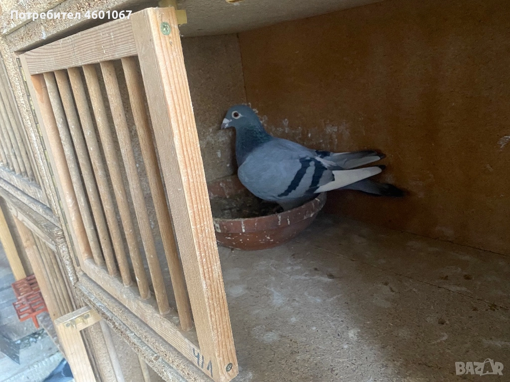 Спортни гълъби , снимка 1