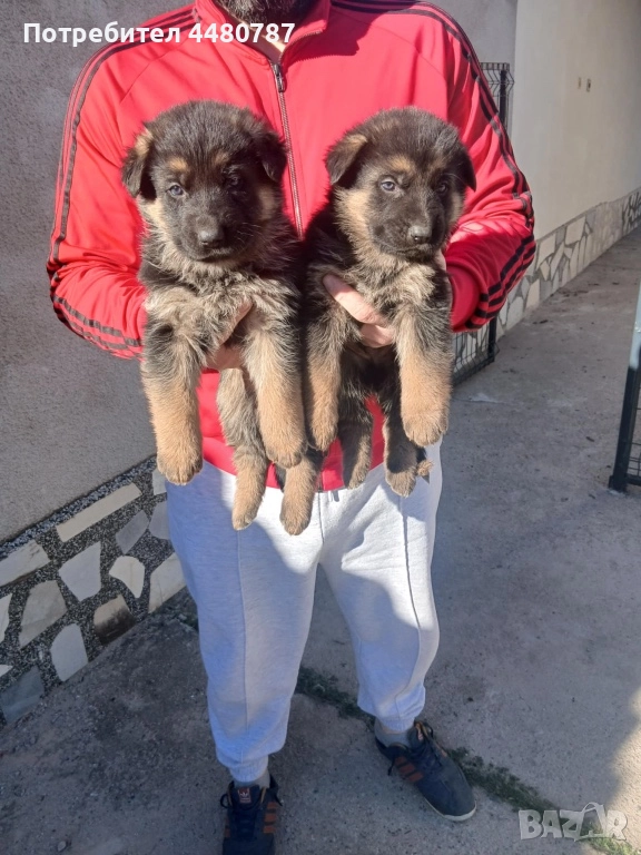 Чистокръвни немски овчарки , снимка 1