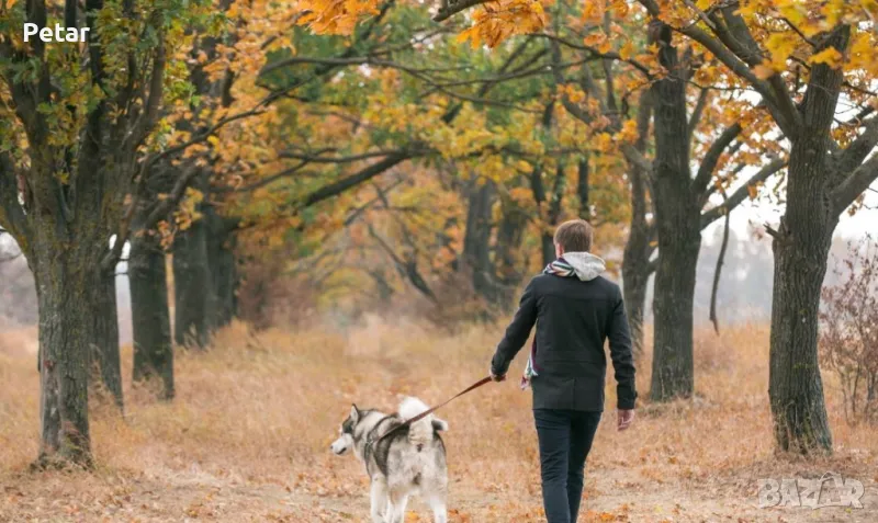 Разхождане на Домашни Любимци за гр. Русе, снимка 1