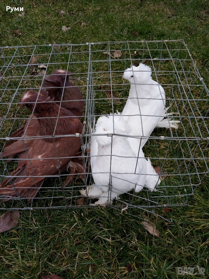 продавам гълъби, снимка 1