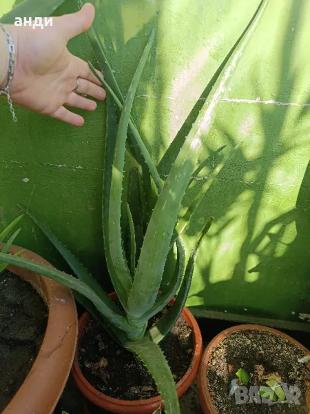 лечебно алое Барбаденсис Милър , снимка 1