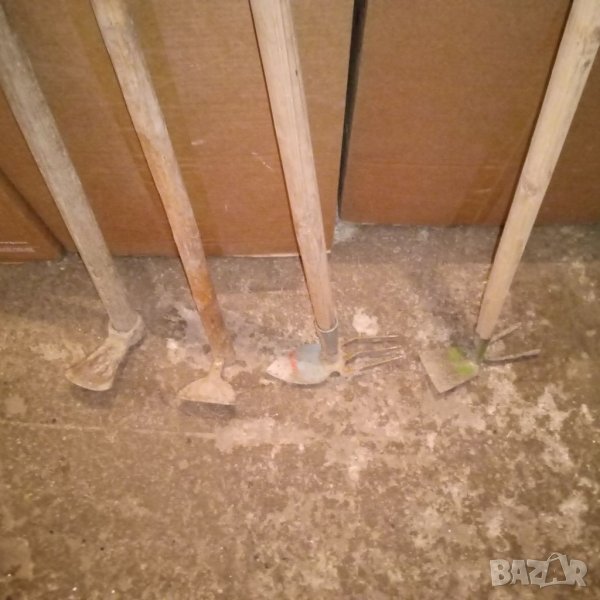 Мотичка малка, снимка 1