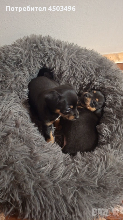 Мини пинчери , снимка 1