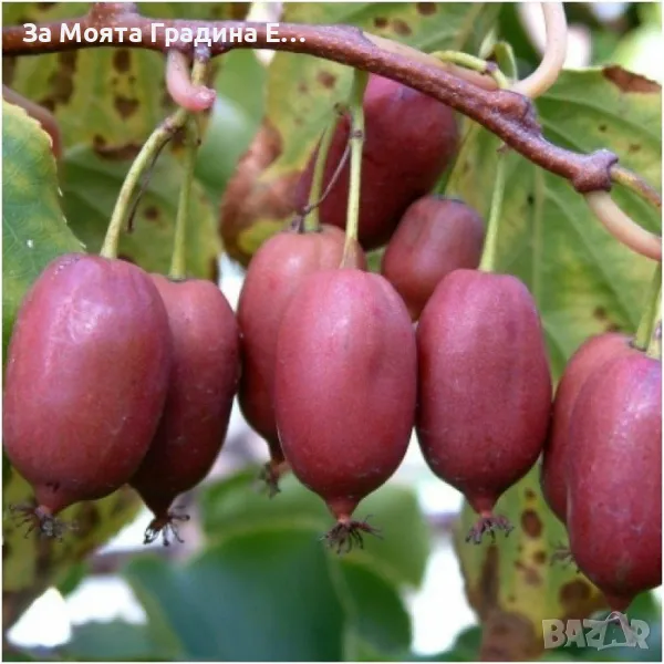 Червено Киви 🥝, снимка 1