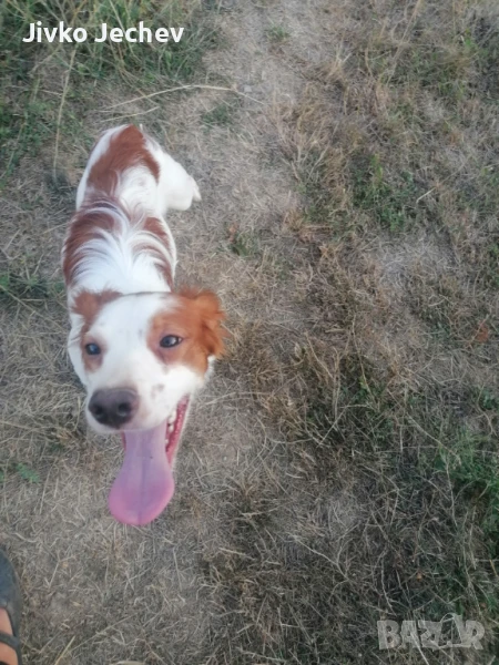 Бретон Шпаньол, снимка 1