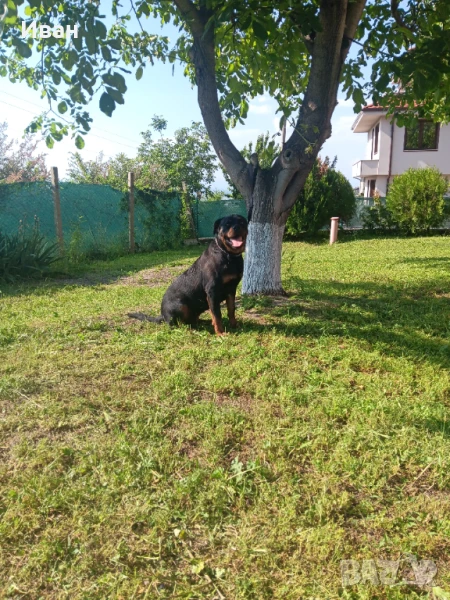 Женски ротвайлер , снимка 1