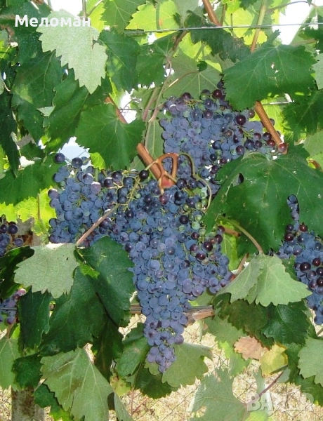 Продавам грозде мавруд 2025, снимка 1