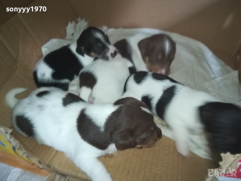 ДЖАК РЪСЕЛ 0509251724, снимка 1