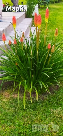 Книфофия, снимка 4 - Градински цветя и растения - 52090352