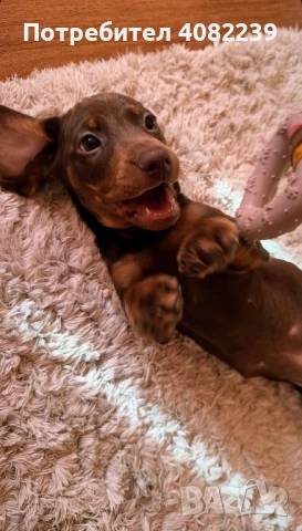 Продавам Мини Дакел Шоколад!