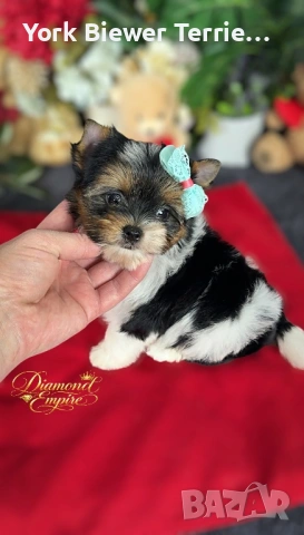 Йоркширски Териери! Розкошни бебета с родословие! Доставка 