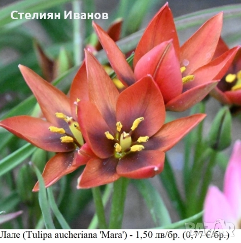 Лале (Tulipa aucheriana 'Mara') - луковици