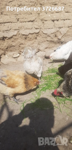 Сини яйца от Амераукана, снимка 3 - други­ - 53863985