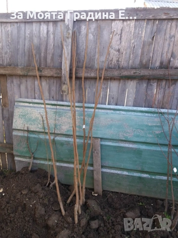 Плодни дръвчета - Микс обява , снимка 4 - Градински цветя и растения - 53618283