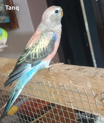 Буркова неофема , снимка 9 - Папагали - 53692104