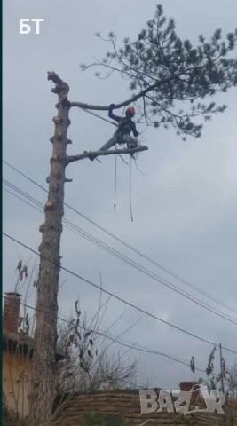 Професионално премахване на опасни дървета от сертифициран Арборист, чрез алпийски способ., снимка 3 - Други услуги - 53567058