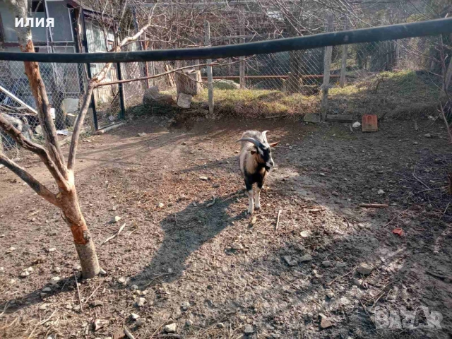 Продавам мини пръчле на 1г. , снимка 2 - Други животни - 53780949