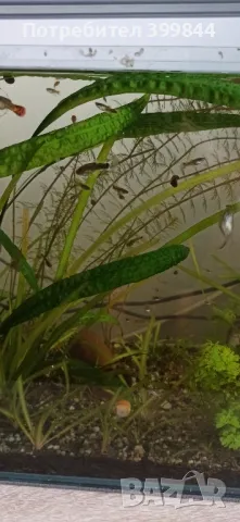 Продавам рибки Гупи, снимка 11 - Рибки - 48884894