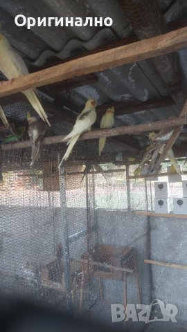 Папагали корели фазани и пауни, снимка 8 - Папагали - 41540263