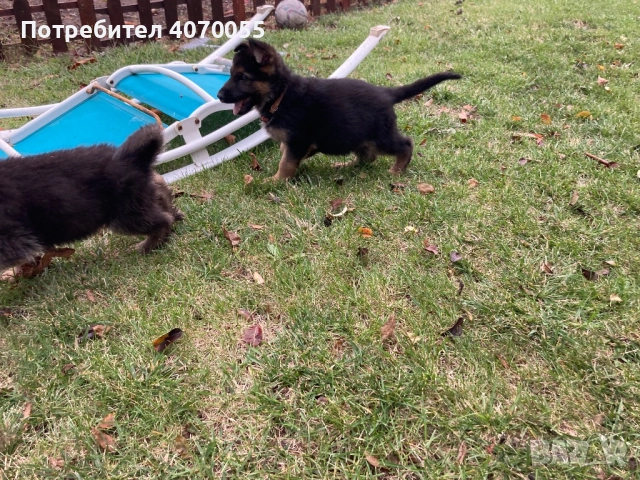 Немска овчарка х, снимка 1