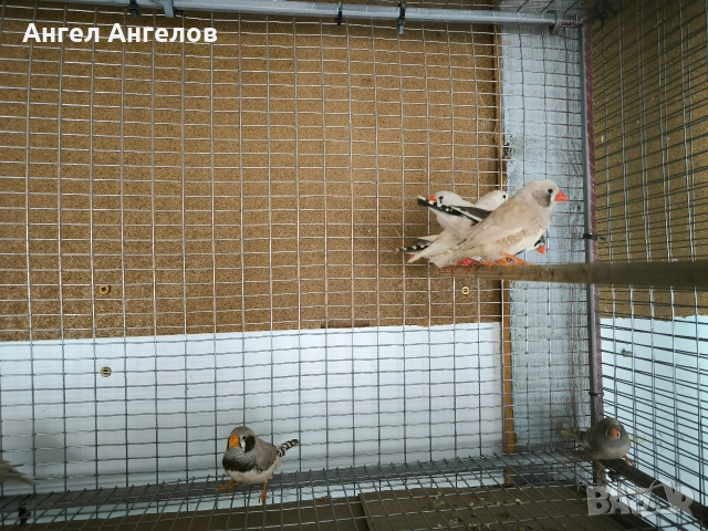 ПРОМОЦИЯ !!!зеброви амадини , снимка 3 - Амадини - 53243397