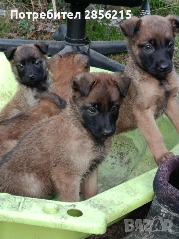 Малки Белгийки-Малиноа, снимка 3 - Белгийска овчарка - 52231697