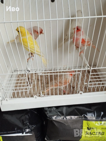 Мъжки канарчета , снимка 4 - Канари - 53463518