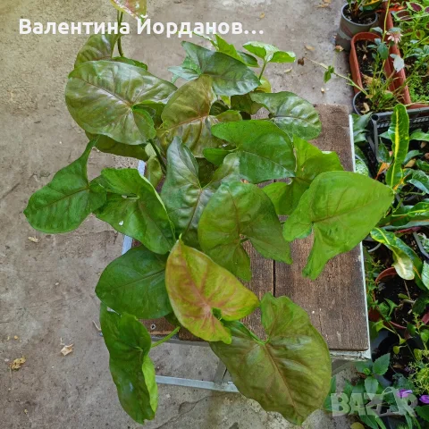 стайни цветя единични бройки , снимка 11 - Стайни растения - 55803796
