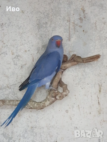 Продавам папагали малък АЛЕКСАНЪР 