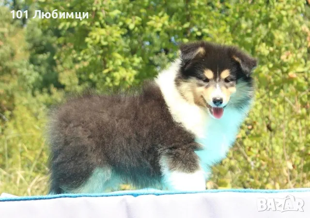 Шотладската овчарка-Коли, снимка 8 - Коли - 47462698