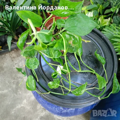 разкошни стайни растения , снимка 7 - Стайни растения - 56140195