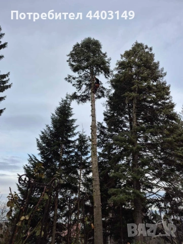  Премахване на опасни дървета • Кастрене • Подръжка • Извозване, снимка 6 - Други услуги - 53429702