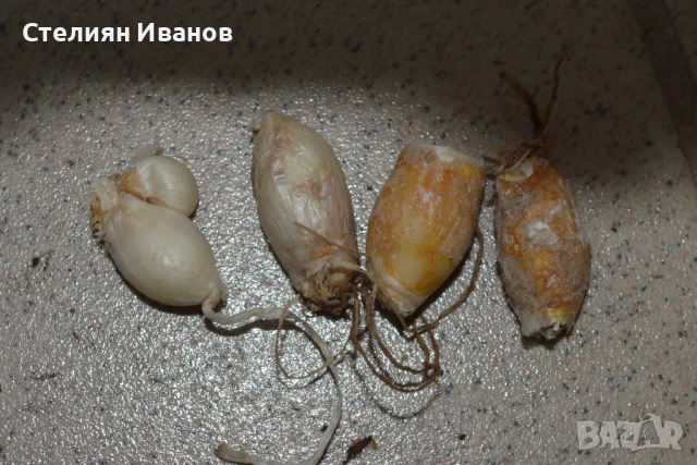 Ифейон – светлосин (Ipheion uniflorum) – луковици, снимка 2 - Сортови семена и луковици - 52372394